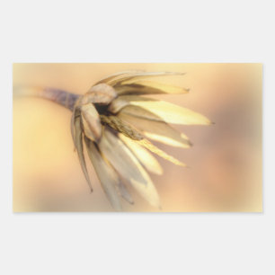 Adesivo Retangular Vagem vazio da semente do álamo de tulipa