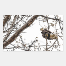 Vinheta da águia de inverno