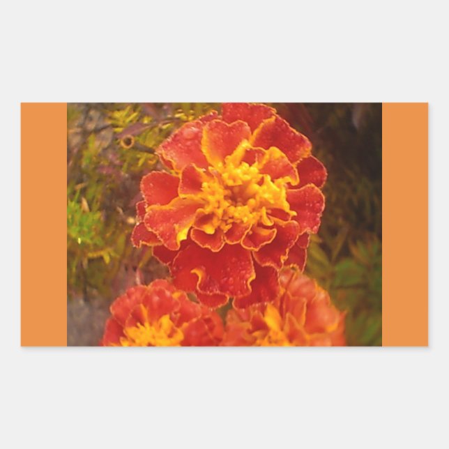 Adesivo Retangular Vinheta de cor laranja Marigold Fall Morning (Frente)