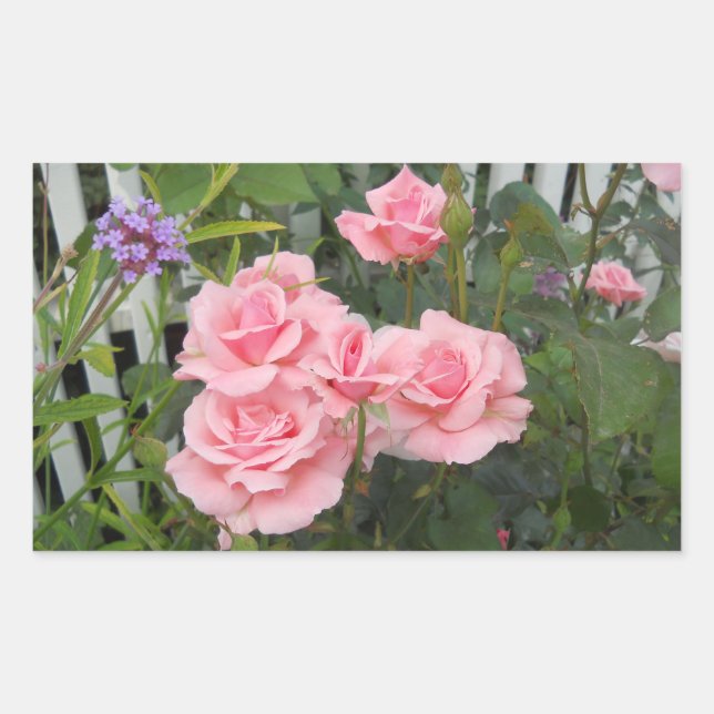Adesivo Retangular Vinheta Retangular de Rosas Rosa (Frente)