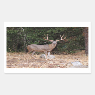 Adesivo Retangular Vinheta Retângulo de Cerveja