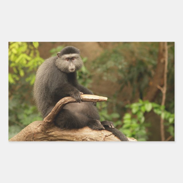 Adesivo Retangular Vinheta Retângulo Macaco (Frente)