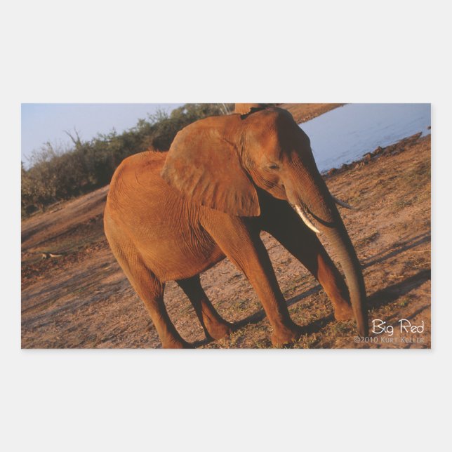 Adesivo Retangular Vinhetas de Elefante Vermelho Grande (Frente)