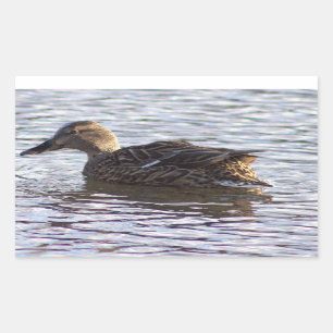 Adesivo Retangular Vinhetas de Fotografia de Pato-de-Mallard