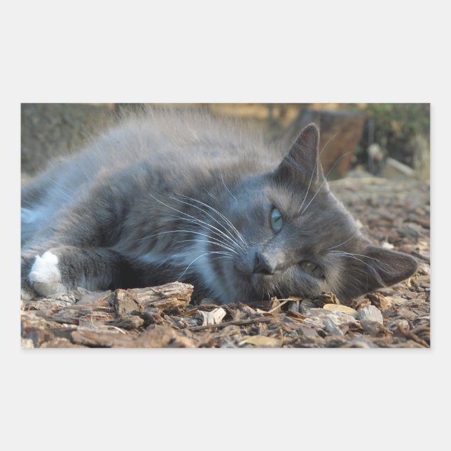 Adesivo Retangular Vinhetas de Gato Bronzeado (Frente)