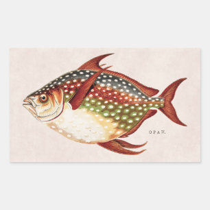 Adesivo Retangular Vintage 1800s Opah Tropical Sporting Fish Drawing