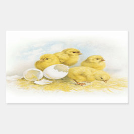 Adesivo Retangular Vintage Baby Chickens
