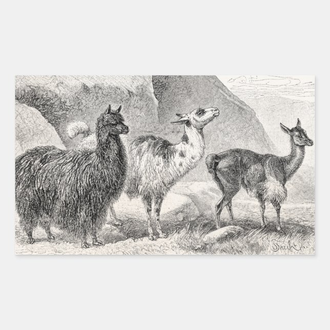 Adesivo Retangular Vintage Llama Alpaca Modelo Llamas Alpacas (Frente)
