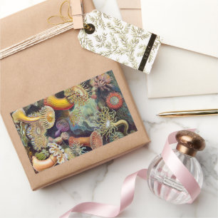 Adesivo Retangular Vintage Sea Anemones, Actiniae por Ernst Haeckel