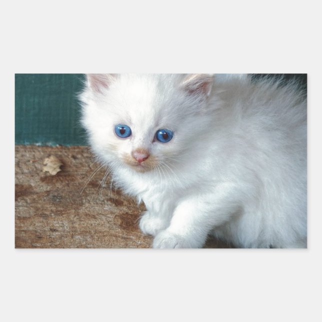 Adesivo Retangular White Kitten (Frente)