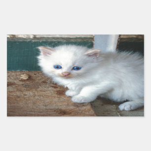 Adesivo Retangular White Kitten