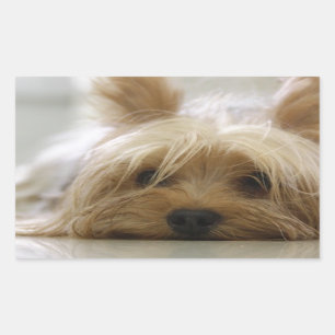 Adesivo Retangular Yorkshire terrier flat.png