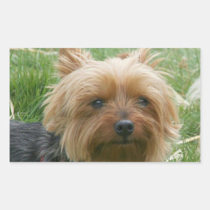 Adesivo Retangular Yorkshire Terrier Stickers