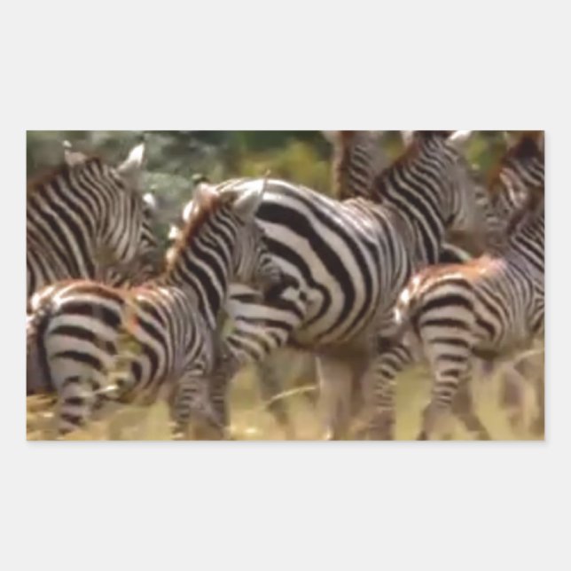 Adesivo Retangular Zebras em Movimento: Uma Viagem de Mil Milhas (Frente)