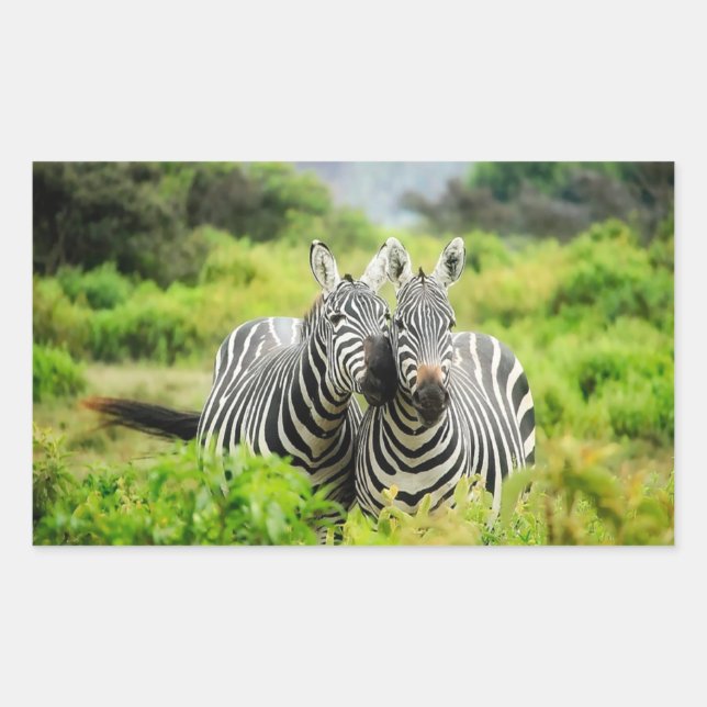 Adesivo Retangular Zebras na natureza (Frente)