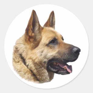 Adesivo Retrato Alsatian do german shepherd