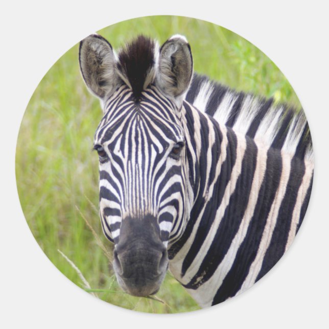 Adesivo Retrato Da Plena Zebra, Jogo Hluwe-Umfolozi (Frente)