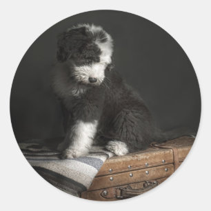 Adesivo Retrato de filhote Bobtail em estúdio