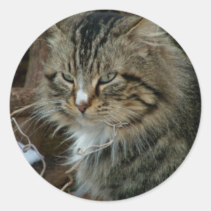 Adesivo Retrato de Gato Feral Maine Coon no Inverno