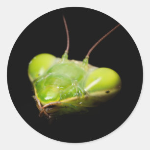 Adesivo Retrato de mantis oradora