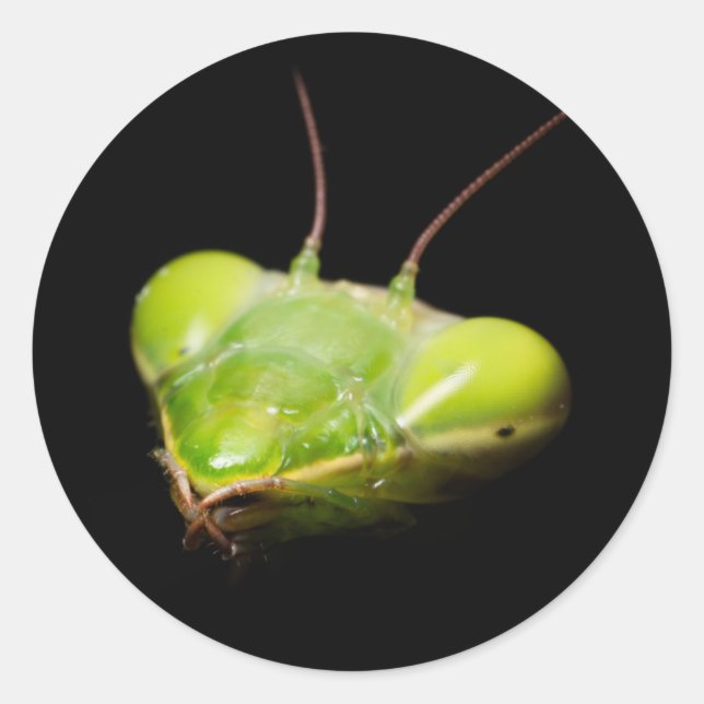 Adesivo Retrato de mantis oradora (Frente)