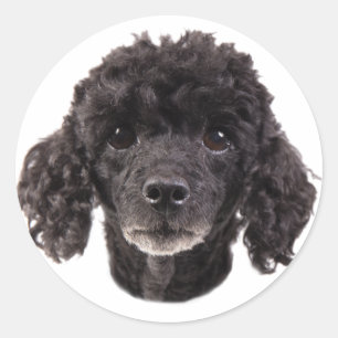 Adesivo Retrato de um poodle preto