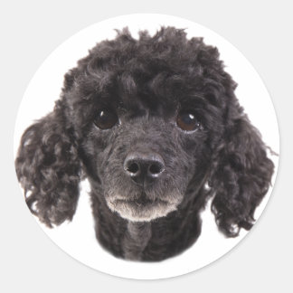 Adesivo Retrato de um poodle preto