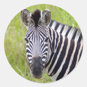 Adesivo Retrato de Zebra-da-planície, Hluhluwe-Umfolozi Ga