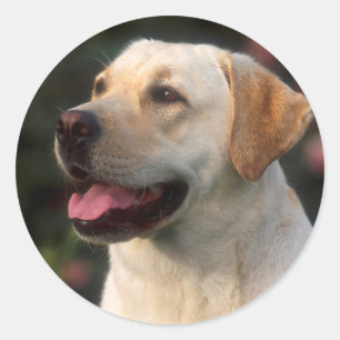 Adesivo Retrato do Labrador Retriever, Hilton