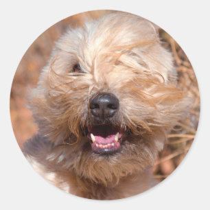 Adesivo Retrato do Soft Coated Wheaten Terrier