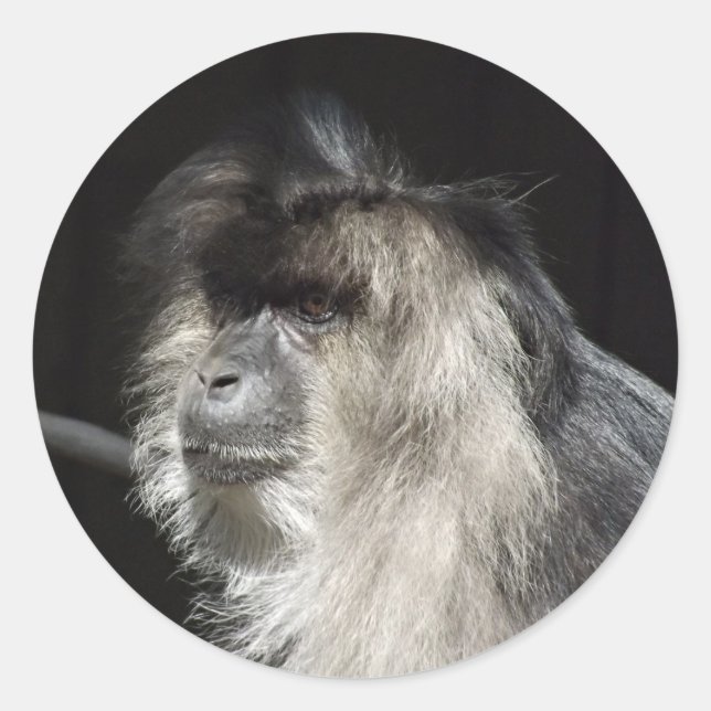 Adesivo Retrato Leão-Atado do Macaque (Frente)