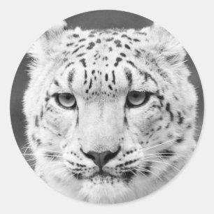 Adesivo Retrato preto e branco bonito do leopardo de neve