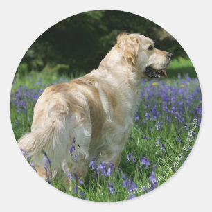 Adesivo Retreiver dourado nas flores