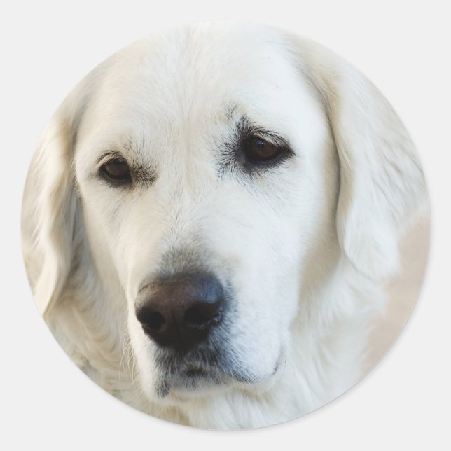 Adesivo Retriever de ouro (Frente)