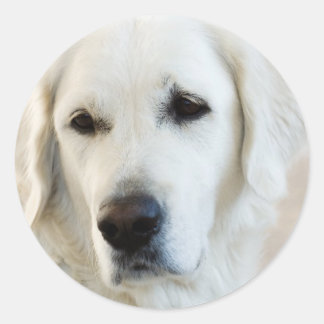 Adesivo Retriever de ouro