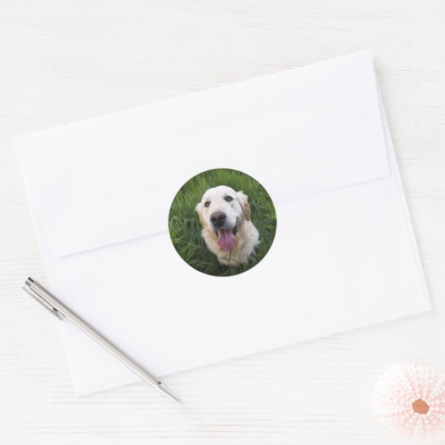 Adesivo Retriever de Ouro sorridente (Envelope)