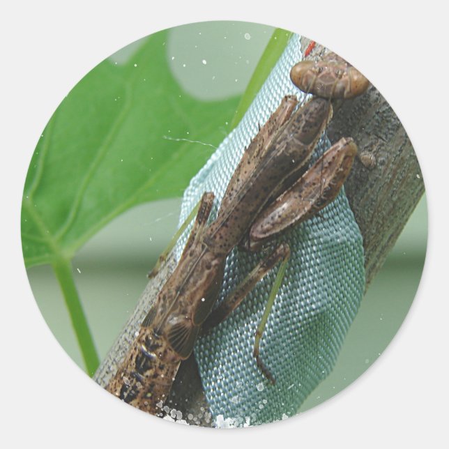 Adesivo Rezando Inseto Mantis (Frente)