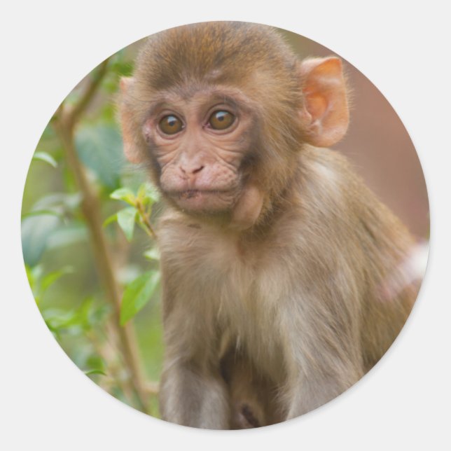 Adesivo Rhesus Monkey Baby, Monkey Temple, Jaipur (Frente)