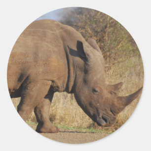 Adesivo Rhino