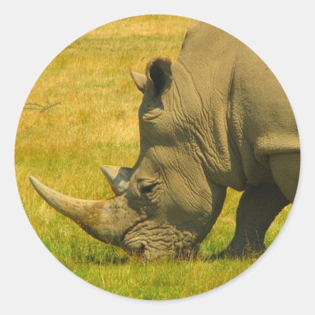 Adesivo Rhino Photo Sticker (Frente)