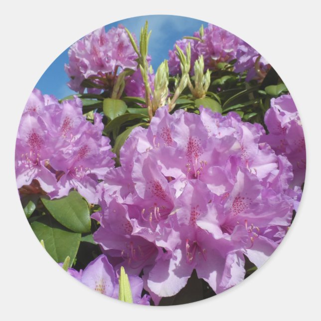 Adesivo Rhododendron (Frente)