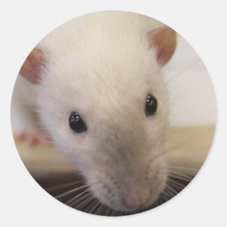 Adesivo Rico Siamese