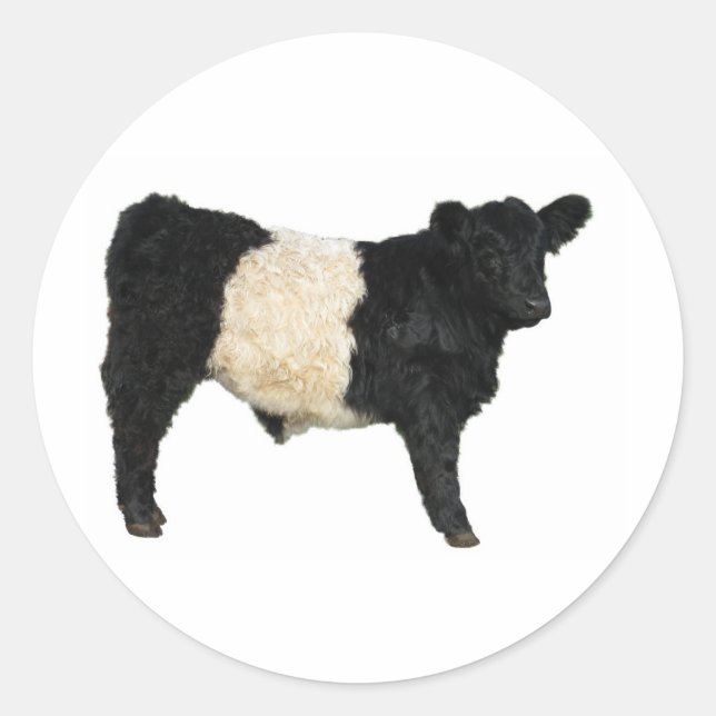 Adesivo Rico um Oreo? Vaca Galloway Belga (Frente)