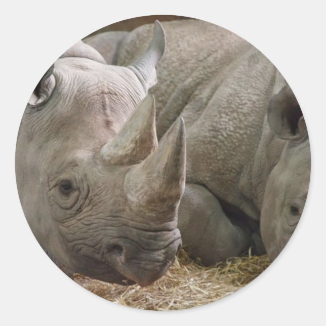 Adesivo Rinocerontes com Sono (Frente)