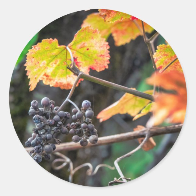 Adesivo Ripe Isabella uva (Frente)