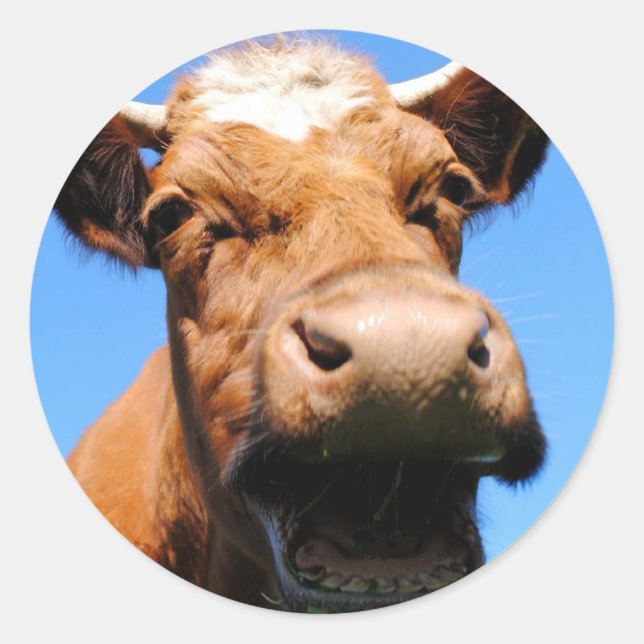 Adesivo Rir vaca (Frente)