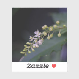 Adesivo Rivina humilis