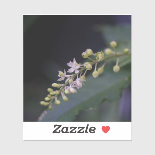 Adesivo Rivina humilis (Folha)