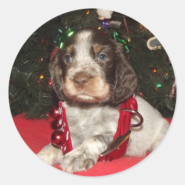 Adesivo Roan English Springer Spaniel Puppy Natal (Frente)
