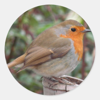 Adesivo Robin